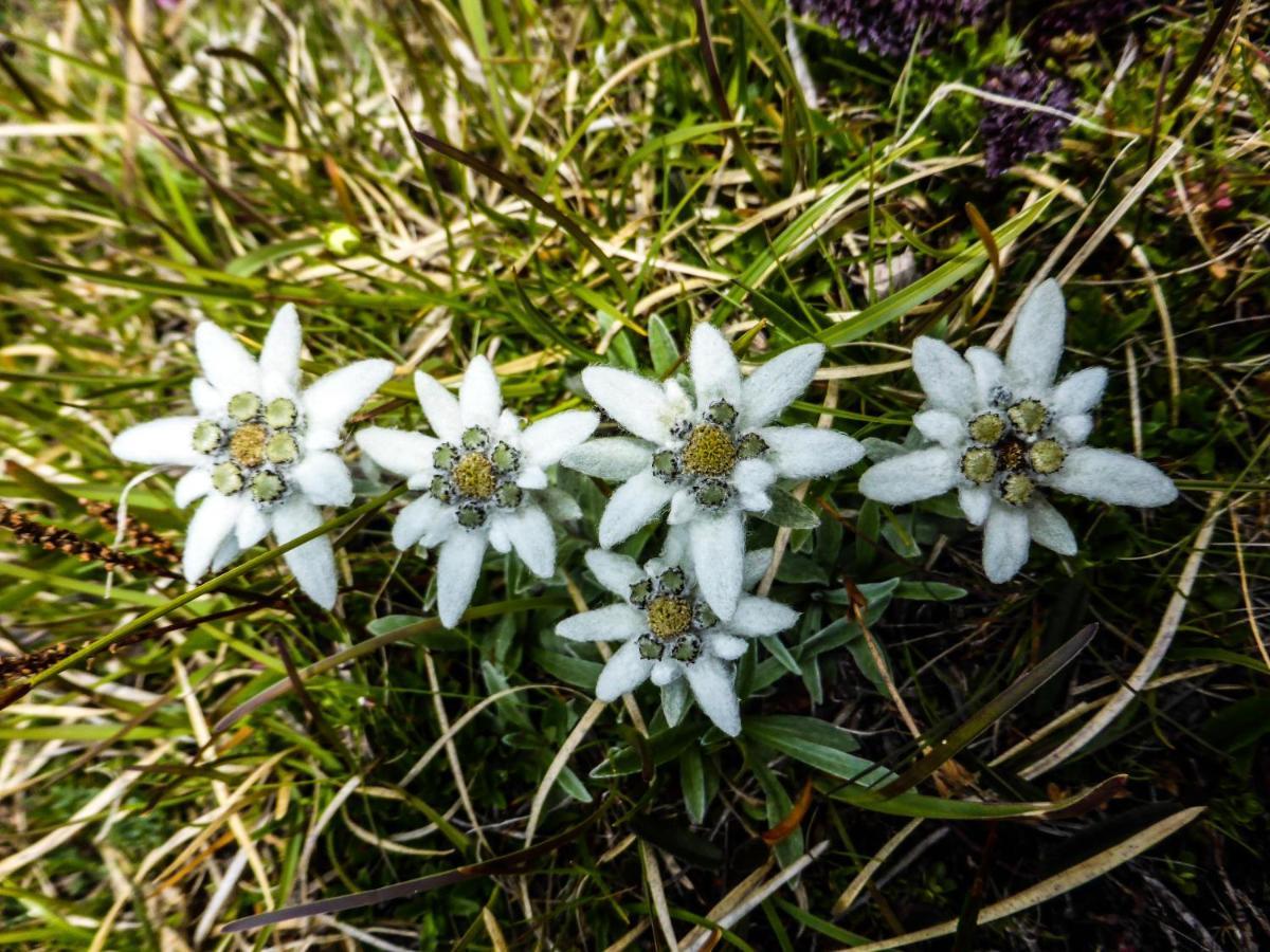 Landhaus Alpenrose - Feriendomizile Pichler Heiligenblut Dış mekan fotoğraf