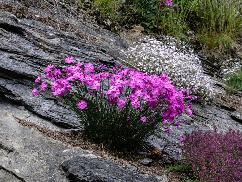 Landhaus Alpenrose - Feriendomizile Pichler Heiligenblut Dış mekan fotoğraf