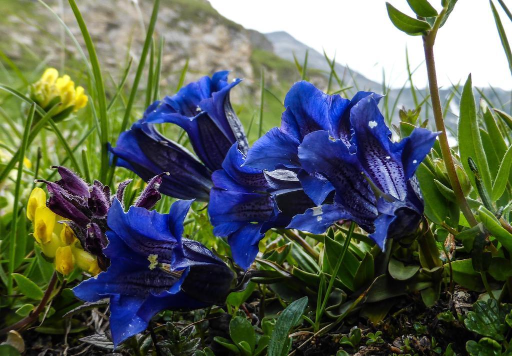 Landhaus Alpenrose - Feriendomizile Pichler Heiligenblut Dış mekan fotoğraf